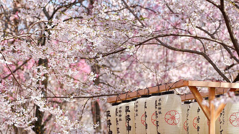 Du lịch Nhật Bản mùa nào đẹp nhất? Tháng mấy trong năm?